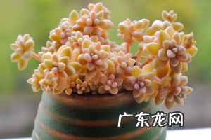 景天科石莲花属多肉植物之姬秋丽