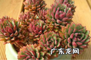 多肉植物密叶莲的养护和繁殖方法