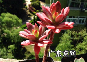 景天科石莲花属多肉植物之红稚莲