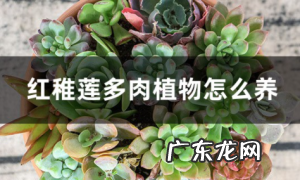 多肉植物红稚莲怎么养，如何养出老桩
