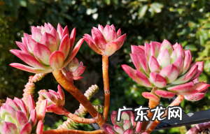 多肉红稚莲的养法