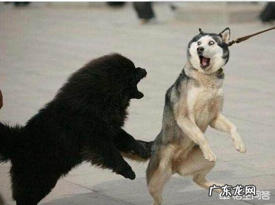 鲸头鹳看着笨,蠢萌蠢萌的,有人说他是鳄鱼的天敌,这是真的吗?