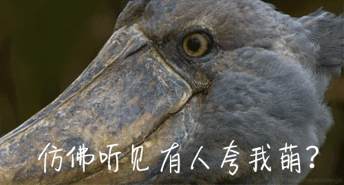 鲸头鹳看着笨,蠢萌蠢萌的,有人说他是鳄鱼的天敌,这是真的吗?