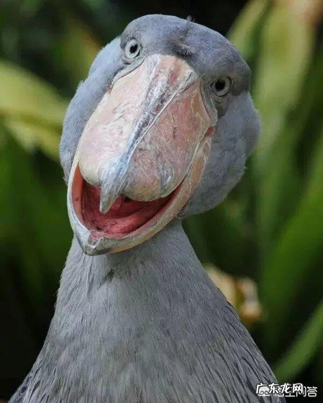 鲸头鹳看着笨,蠢萌蠢萌的,有人说他是鳄鱼的天敌,这是真的吗?