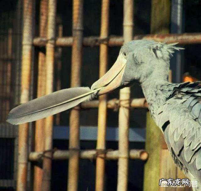 鲸头鹳看着笨,蠢萌蠢萌的,有人说他是鳄鱼的天敌,这是真的吗?