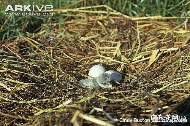 鲸头鹳看着笨,蠢萌蠢萌的,有人说他是鳄鱼的天敌,这是真的吗?