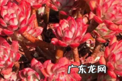 不怕热好度夏的多肉红稚莲，徒长摊大饼怎么办？