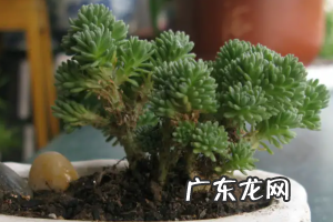 多肉植物球松的修剪方法