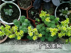 多肉植物球松开花会死吗