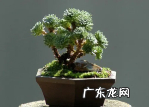 多肉植物球松盆景有哪些类型