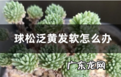 多肉植物球松泛黄发软怎么办