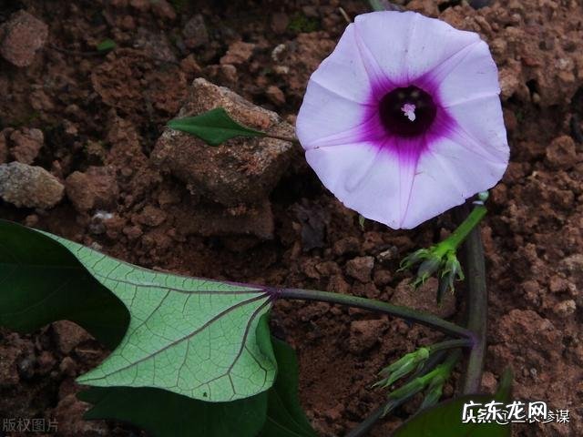 减肥期间需要戒掉零食吗?