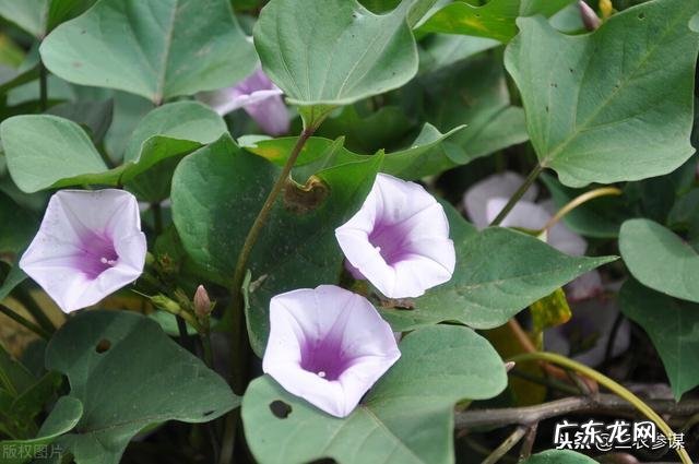 减肥期间需要戒掉零食吗?