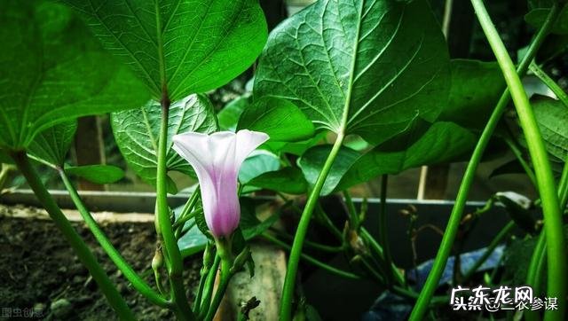 减肥期间需要戒掉零食吗?