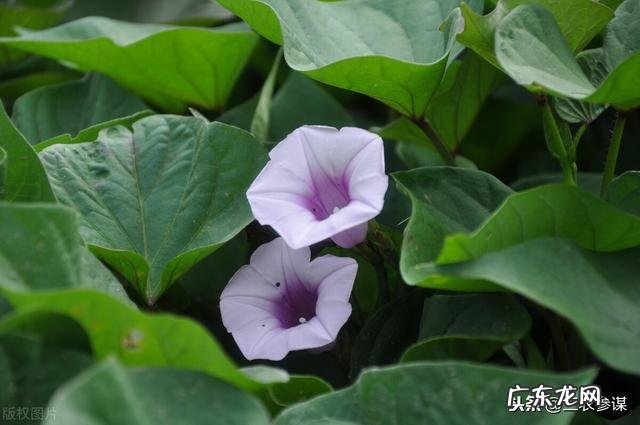 减肥期间需要戒掉零食吗?