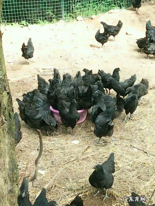 公鸡和母鸡为什么要分开养