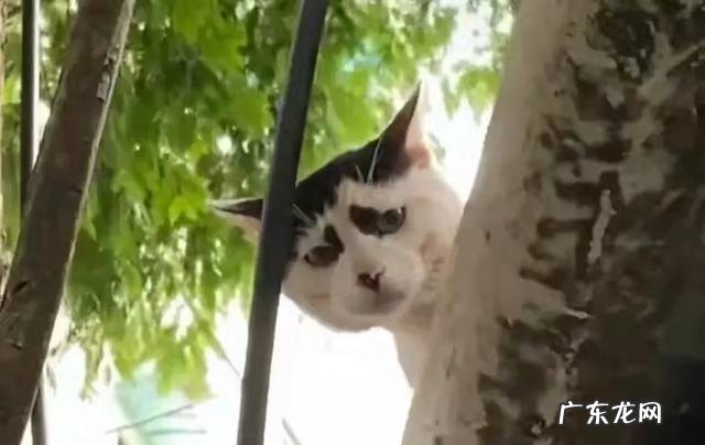 网上卖的魔芋代餐面包到底能不能达到减肥的效果?