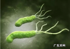 丁香叶能杀死幽门螺旋杆菌吗-幽门螺旋杆菌可以抑制幽门螺旋杆菌吗