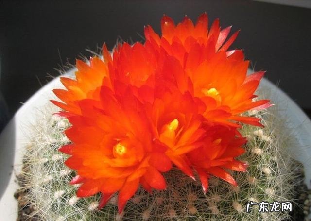 哪几种多肉开花就会死 哪些多肉可以开花不会死