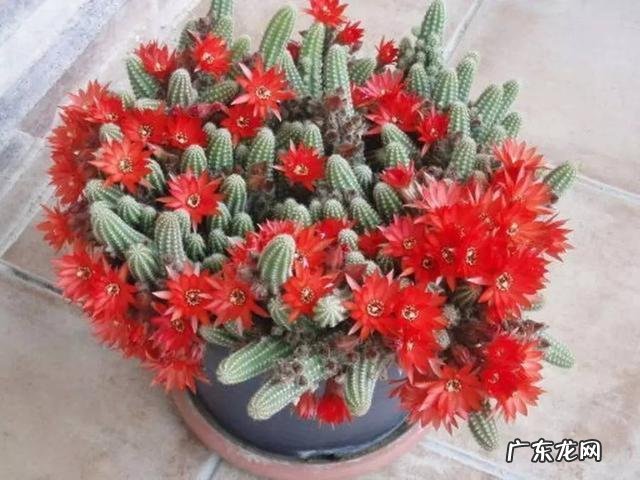 哪几种多肉开花就会死 哪些多肉可以开花不会死