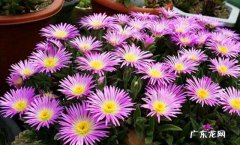 哪几种多肉开花就会死 哪些多肉可以开花不会死