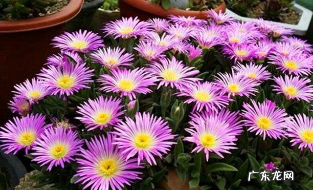 哪几种多肉开花就会死 哪些多肉可以开花不会死