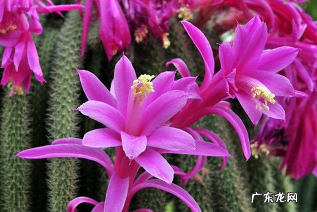 哪几种多肉开花就会死 哪些多肉可以开花不会死