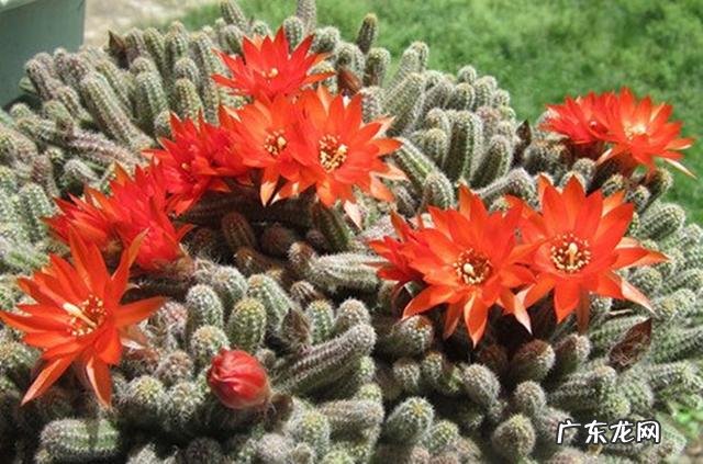 哪几种多肉开花就会死 哪些多肉可以开花不会死