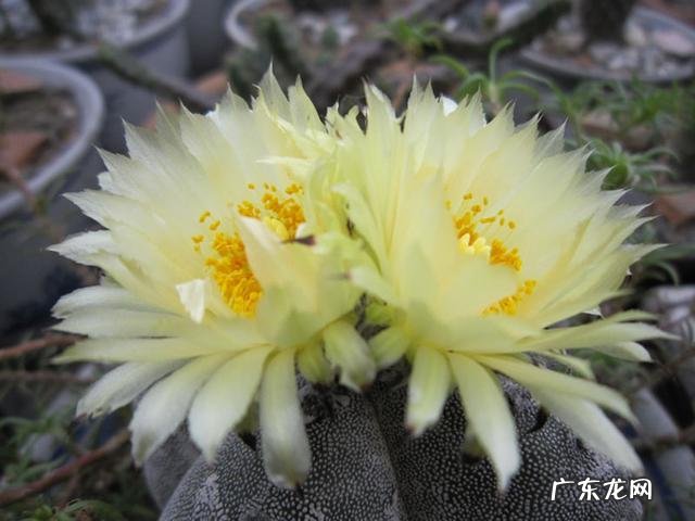 哪几种多肉开花就会死 哪些多肉可以开花不会死