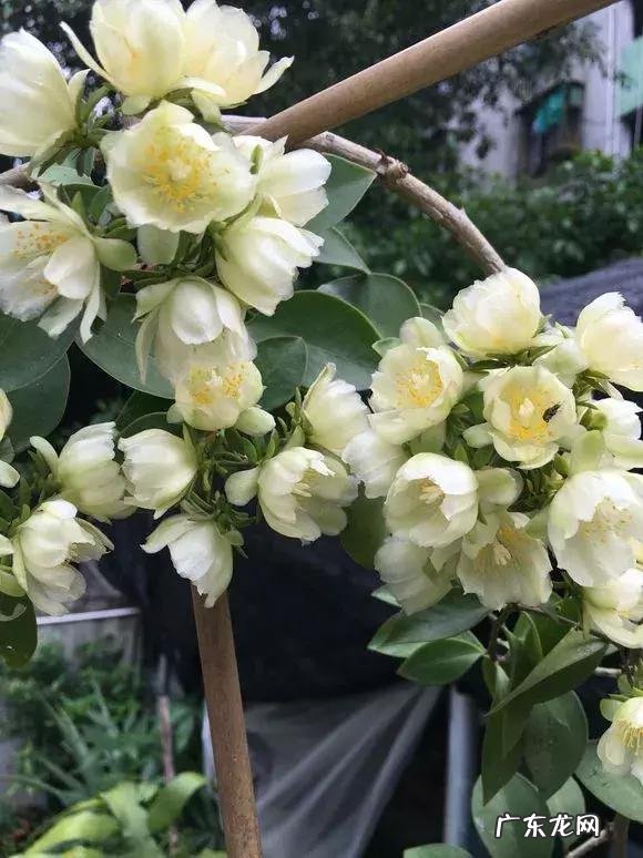 蟹爪兰嫁接神木树视频 神木蟹爪兰嫁接技术