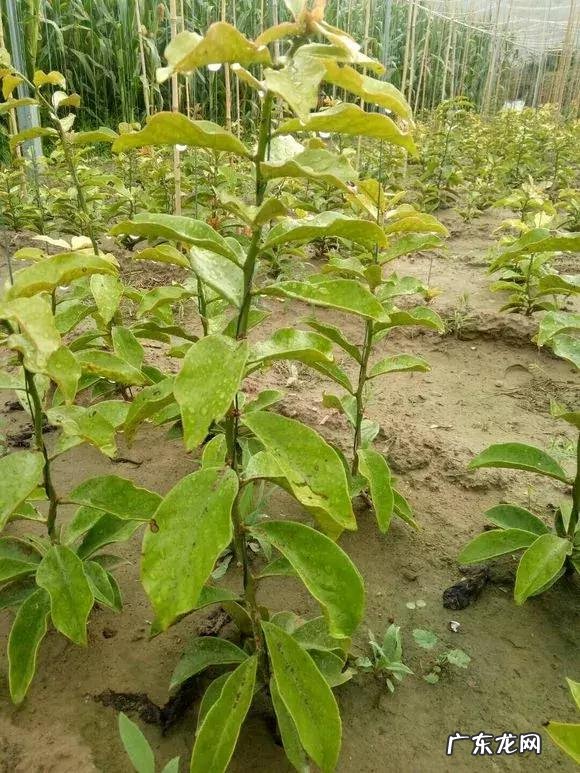 蟹爪兰嫁接神木树视频 神木蟹爪兰嫁接技术