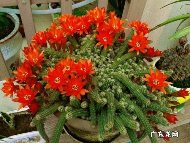 夏天还能暴晒的多肉 夏天耐高温可以晒的多肉