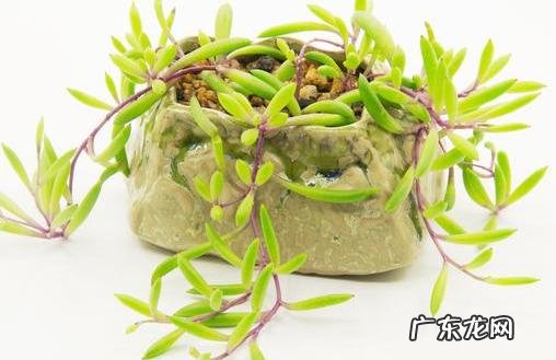 夏天还能暴晒的多肉 夏天耐高温可以晒的多肉