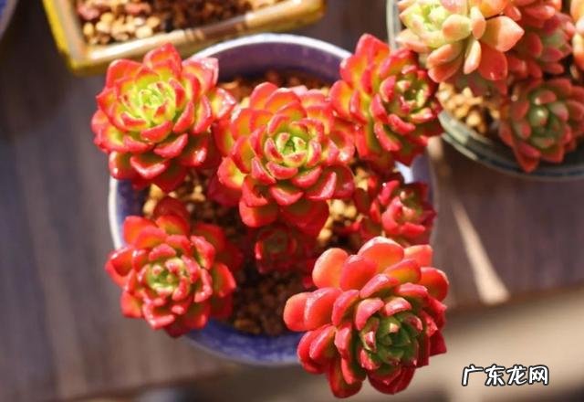 夏天还能暴晒的多肉 夏天耐高温可以晒的多肉