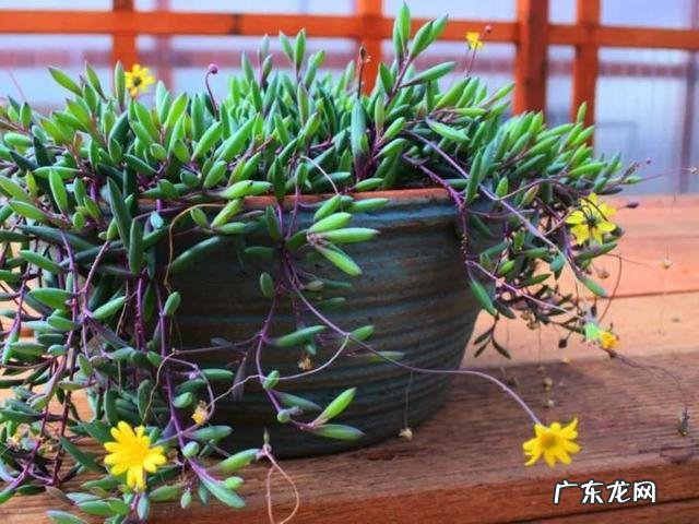 夏天还能暴晒的多肉 夏天耐高温可以晒的多肉