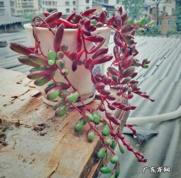 夏天还能暴晒的多肉 夏天耐高温可以晒的多肉