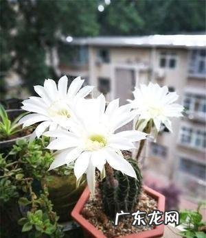 国宝级仙人球 资深仙人球大神