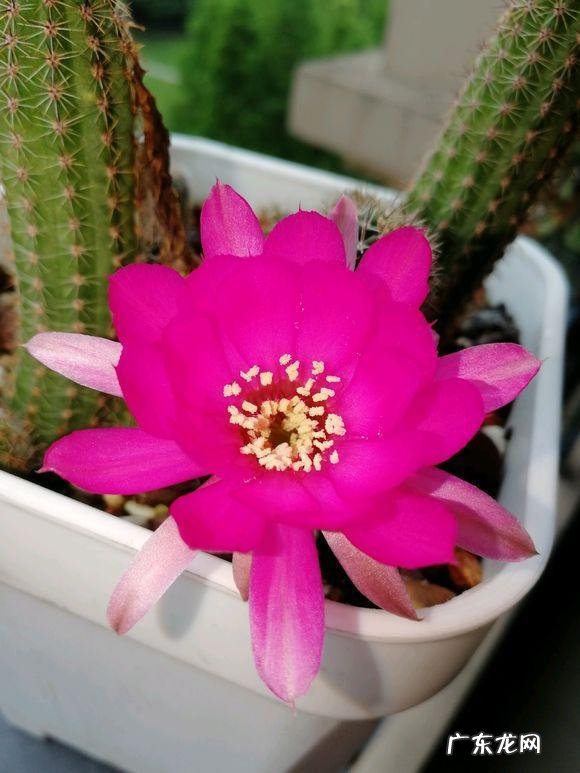 国宝级仙人球 资深仙人球大神