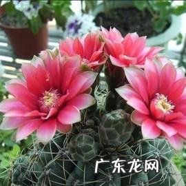 国宝级仙人球 资深仙人球大神