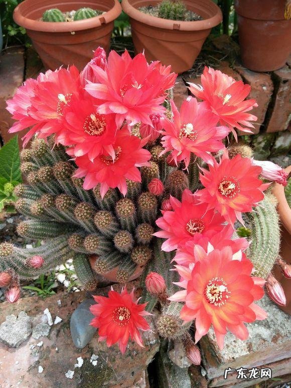 国宝级仙人球 资深仙人球大神