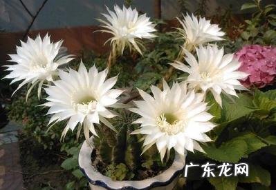 国宝级仙人球 资深仙人球大神