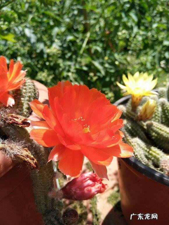 国宝级仙人球 资深仙人球大神