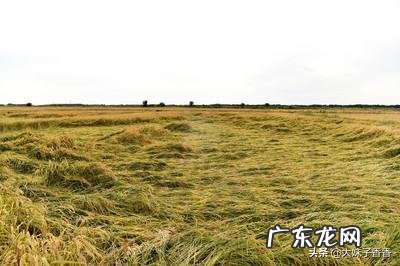 你使用过市场上销售的有机肥吗?使用效果怎么样?