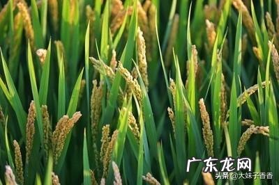 你使用过市场上销售的有机肥吗？使用效果怎么样？