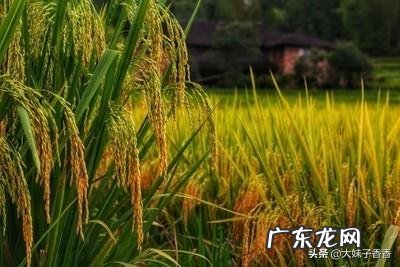 你使用过市场上销售的有机肥吗?使用效果怎么样?