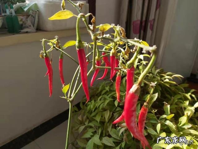 红萝卜和什么菜一起炒好吃?