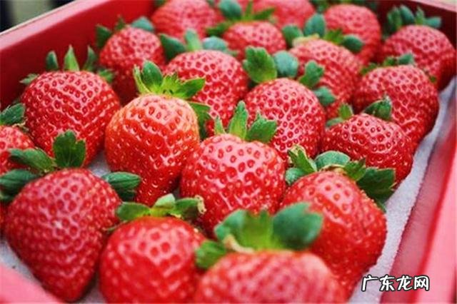草莓的清洗方法大全 草莓正确清洗法
