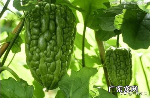 夏天来了，苦瓜还会远吗？