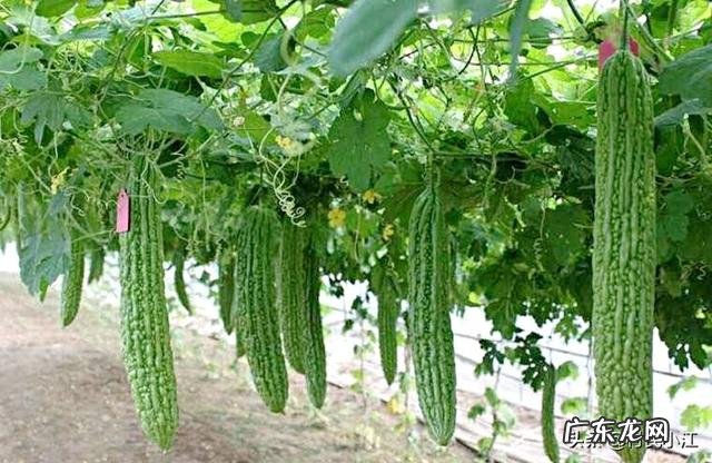 夏天来了，苦瓜还会远吗？