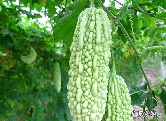 夏天来了，苦瓜还会远吗？